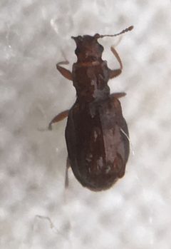 Latridiinae by (c) Paul Cook, some rights reserved (CC BY), uploaded by Paul Cook. Used under a CC-BY license.