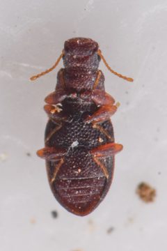 Latridiinae by (c) Trevor Van Loon, some rights reserved (CC BY), uploaded by Trevor Van Loon. Used under a CC-BY license.