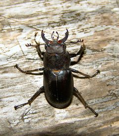 Lucanus placidus by (c) Gordon C. Snelling, some rights reserved (CC BY), uploaded by Gordon C. Snelling. Used under a CC-BY license.