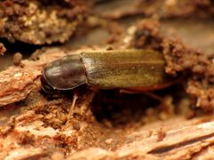 Lymexylidae by (c) Katja Schulz, some rights reserved (CC BY). Used under a CC-BY license.