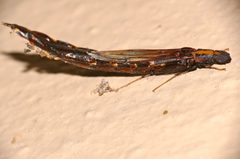 Lymexylidae by (c) Bernard DUPONT, some rights reserved (CC BY). Used under a CC-BY license.