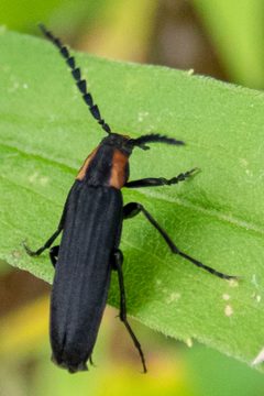 Melandryidae by (c) Randy A Nonenmacher, some rights reserved (CC BY), uploaded by Randy A Nonenmacher. Used under a CC-BY license.