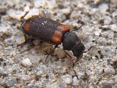 Melyrodes basalis by (c) Jacob Weston, some rights reserved (CC BY), uploaded by Jacob Weston. Used under a CC-BY license.