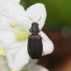 Melyrodes basalis by (c) Russell Pfau, some rights reserved (CC BY), uploaded by Russell Pfau. Used under a CC-BY license.