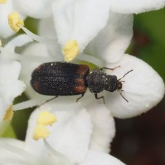 Melyrodes basalis by (c) Russell Pfau, some rights reserved (CC BY), uploaded by Russell Pfau. Used under a CC-BY license.