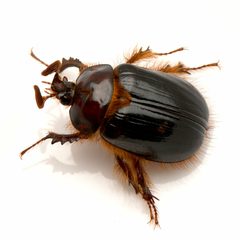 Pleocoma minor by (c) Koji Shiraiwa, some rights reserved (CC BY), uploaded by Koji Shiraiwa. Used under a CC-BY license.