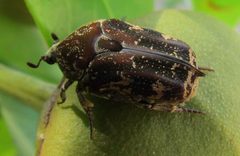 Protaetia fusca by (c) Cory  Campora, some rights reserved (CC BY). Used under a CC-BY license.