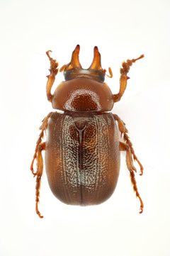 Diplotaxini by (c) 
NHM Beetles and Bugs, some rights reserved (CC BY). Used under a CC-BY license.