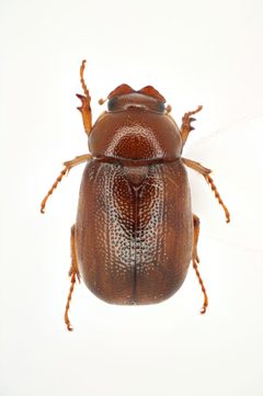 Diplotaxini by (c) 
NHM Beetles and Bugs, some rights reserved (CC BY). Used under a CC-BY license.