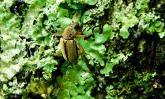 Macrodactylus angustatus by (c) Michael J. Papay, some rights reserved (CC BY), uploaded by Michael J. Papay. Used under a CC-BY license.