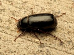 Phyllophaga bilobatata by (c) Katja Schulz, some rights reserved (CC BY). Used under a CC-BY license.