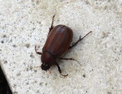 Phyllophaga opaca by (c) Francisco Farriols Sarabia, some rights reserved (CC BY), uploaded by Francisco Farriols Sarabia. Used under a CC-BY license.