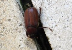 Phyllophaga opaca by (c) Francisco Farriols Sarabia, some rights reserved (CC BY), uploaded by Francisco Farriols Sarabia. Used under a CC-BY license.