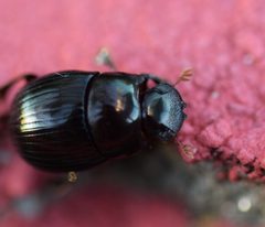 Ateuchus histeroides Weber, 1801 by (c) Blake Bringhurst, some rights reserved (CC BY), uploaded by Blake Bringhurst. Used under a CC-BY license.