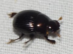 Ateuchus histeroides Weber, 1801 by (c) Sam Kieschnick, some rights reserved (CC BY), uploaded by Sam Kieschnick. Used under a CC-BY license.