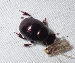 Ateuchus histeroides Weber, 1801 by (c) Bao Pham, some rights reserved (CC BY), uploaded by Bao Pham. Used under a CC-BY license.