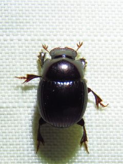 Ateuchus histeroides Weber, 1801 by (c) Annika Lindqvist, some rights reserved (CC BY), uploaded by Annika Lindqvist. Used under a CC-BY license.
