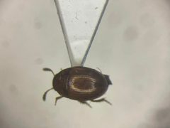 Hydnobius substriatus by no rights reserved, uploaded by Nick Bédard. Used under a CC0 license.