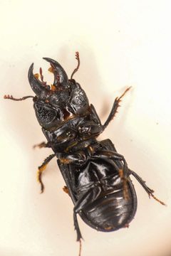 Ceruchus punctatus by (c) Trevor Van Loon, some rights reserved (CC BY), uploaded by Trevor Van Loon. Used under a CC-BY license.