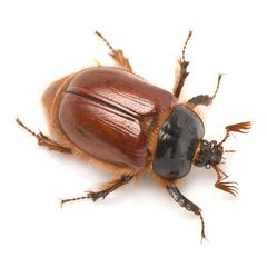 Pleocoma oregonensis by (c) Koji Shiraiwa, some rights reserved (CC BY), uploaded by Koji Shiraiwa. Used under a CC-BY license.