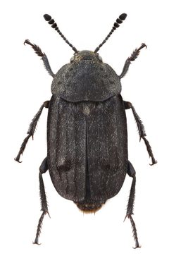 Thanatophilus by (c) 
Stanislav Snäll, some rights reserved (CC BY). Used under a CC-BY license.