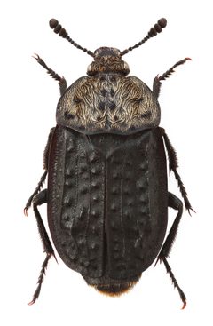Thanatophilus by (c) 
Stanislav Snäll, some rights reserved (CC BY). Used under a CC-BY license.