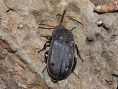 Thanatophilus sagax by (c) Matt Muir，保留部分权利（CC BY）, 由 Matt Muir 上传. Used under a CC-BY license.
