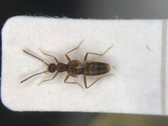 Myrmecocephalus gatineauensis by no rights reserved, uploaded by Nick Bédard. Used under a CC0 license.