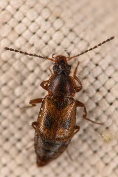 Amphichroum maculatum by (c) Trevor Van Loon, some rights reserved (CC BY), uploaded by Trevor Van Loon. Used under a CC-BY license.