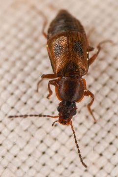 Amphichroum maculatum by (c) Trevor Van Loon, some rights reserved (CC BY), uploaded by Trevor Van Loon. Used under a CC-BY license.