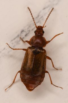 Amphichroum maculatum by (c) Trevor Van Loon, some rights reserved (CC BY), uploaded by Trevor Van Loon. Used under a CC-BY license.