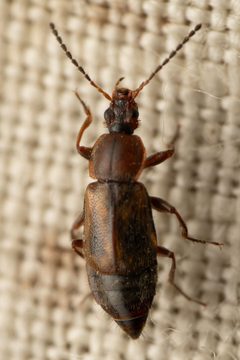 Amphichroum maculatum by (c) Trevor Van Loon, some rights reserved (CC BY), uploaded by Trevor Van Loon. Used under a CC-BY license.