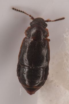 Acruliopsis by (c) Trevor Van Loon, some rights reserved (CC BY), uploaded by Trevor Van Loon. Used under a CC-BY license.