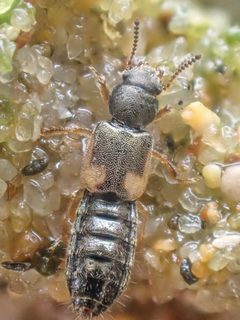 Bledius albonotatus by (c) Trevor Van Loon, some rights reserved (CC BY), uploaded by Trevor Van Loon. Used under a CC-BY license.