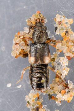Bledius albonotatus by (c) Trevor Van Loon, some rights reserved (CC BY), uploaded by Trevor Van Loon. Used under a CC-BY license.