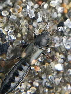 Bledius albonotatus by (c) Jared Shorma, some rights reserved (CC BY), uploaded by Jared Shorma. Used under a CC-BY license.