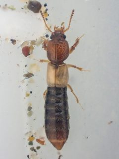 Bledius monstratus by (c) Trevor Van Loon, some rights reserved (CC BY), uploaded by Trevor Van Loon. Used under a CC-BY license.