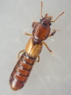 Bledius monstratus by (c) Trevor Van Loon, some rights reserved (CC BY), uploaded by Trevor Van Loon. Used under a CC-BY license.