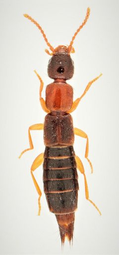 Sunius melanocephalus by no rights reserved, uploaded by Nick Bédard. Used under a CC0 license.