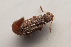 Nanobius serricollis by (c) Trevor Van Loon, some rights reserved (CC BY), uploaded by Trevor Van Loon. Used under a CC-BY license.