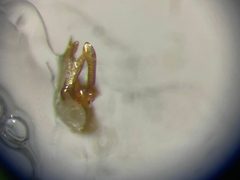 Scaphisoma pusillum by no rights reserved, uploaded by Nick Bédard. Used under a CC0 license.