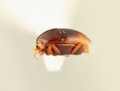 Scaphisoma pusillum by no rights reserved, uploaded by Nick Bédard. Used under a CC0 license.