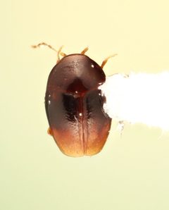 Scaphisoma pusillum by no rights reserved, uploaded by Nick Bédard. Used under a CC0 license.