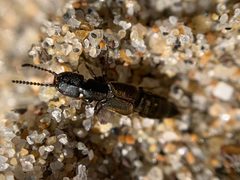 Cafius lithocharinus by (c) Darin J McGuire, some rights reserved (CC BY), uploaded by Darin J McGuire. Used under a CC-BY license.