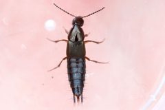 Philonthus asper by (c) Owen Strickland, some rights reserved (CC BY), uploaded by Owen Strickland. Used under a CC-BY license.