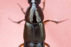 Philonthus asper by (c) Owen Strickland, some rights reserved (CC BY), uploaded by Owen Strickland. Used under a CC-BY license.