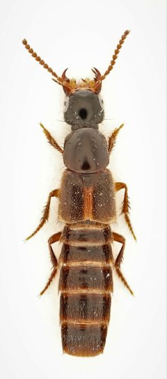 Philonthus discoideus by no rights reserved, uploaded by Nick Bédard. Used under a CC0 license.