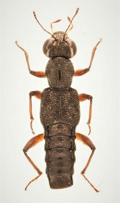 Stenus femoratus by no rights reserved, uploaded by Nick Bédard. Used under a CC0 license.