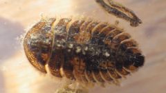Ectopria nervosa by no rights reserved, uploaded by nmacelko2. Used under a CC0 license.