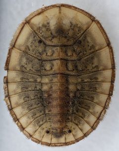 Eubrianax edwardsii by (c) Matthew Pintar, some rights reserved (CC BY), uploaded by Matthew Pintar. Used under a CC-BY license.